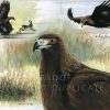 Golden Eagle Painting