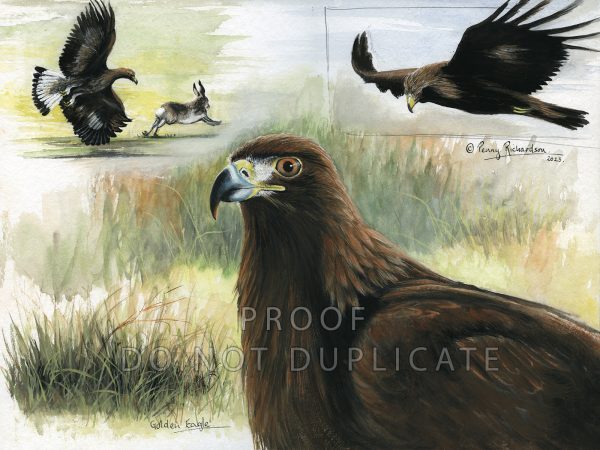 Golden Eagle Painting