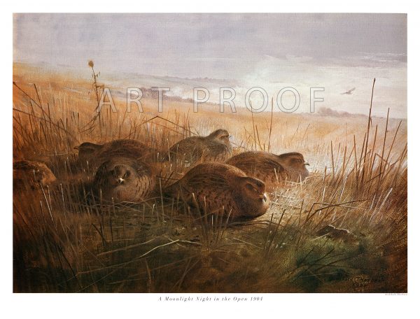 Partridges by Archibald Thorburn